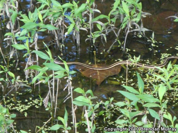 Northern Ribbonsnake (Thamnophis sauritus septentrionalis)