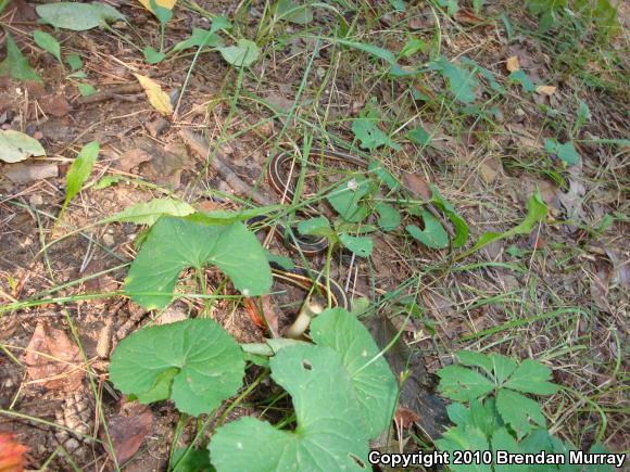 Northern Ribbonsnake (Thamnophis sauritus septentrionalis)