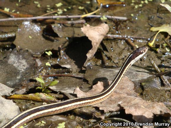 Northern Ribbonsnake (Thamnophis sauritus septentrionalis)