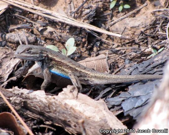 Plateau Fence Lizard (Sceloporus tristichus)