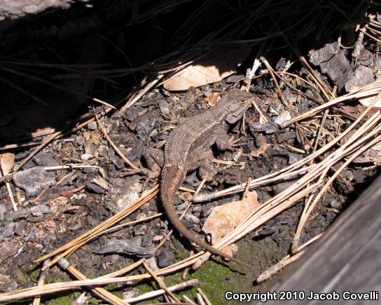 Plateau Fence Lizard (Sceloporus tristichus)