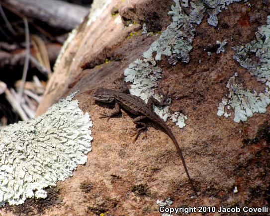 Plateau Fence Lizard (Sceloporus tristichus)