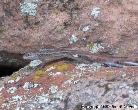 Plateau Fence Lizard (Sceloporus tristichus)