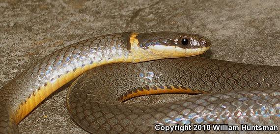 Northern Ring-necked Snake (Diadophis punctatus edwardsii)