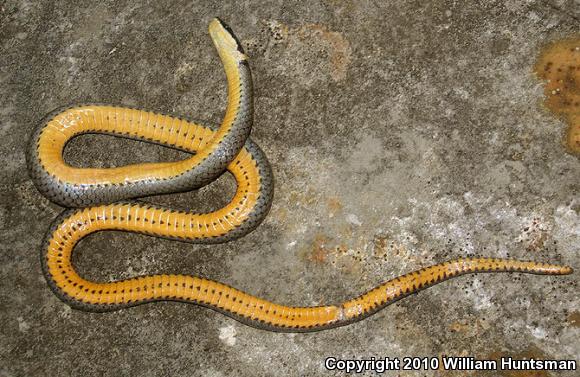 Northern Ring-necked Snake (Diadophis punctatus edwardsii)