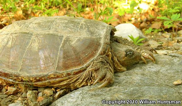 Eastern Snapping Turtle (Chelydra serpentina serpentina)