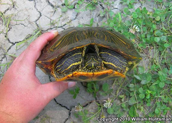 Red-eared Slider (Trachemys scripta elegans)