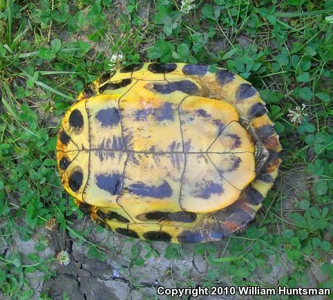 Red-eared Slider (Trachemys scripta elegans)