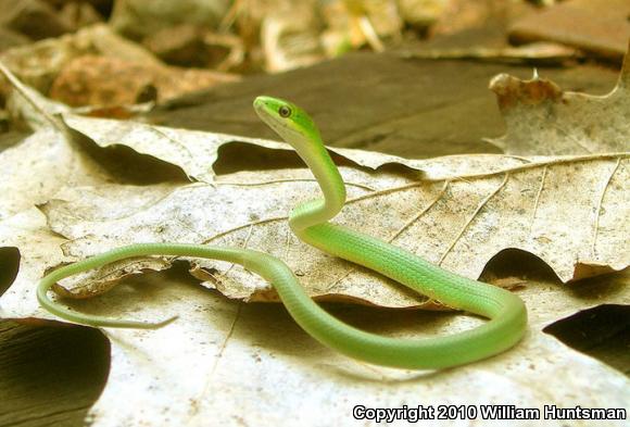 Northern Rough Greensnake (Opheodrys aestivus aestivus)