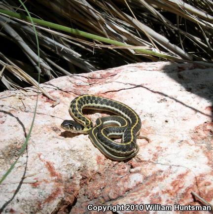 Western Black-necked Gartersnake (Thamnophis cyrtopsis cyrtopsis)