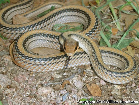 Big Bend Patch-nosed Snake (Salvadora hexalepis deserticola)