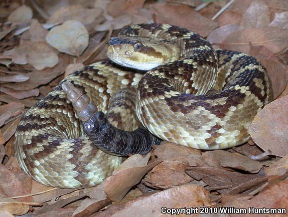 Northern Black-tailed Rattlesnake (Crotalus molossus molossus)