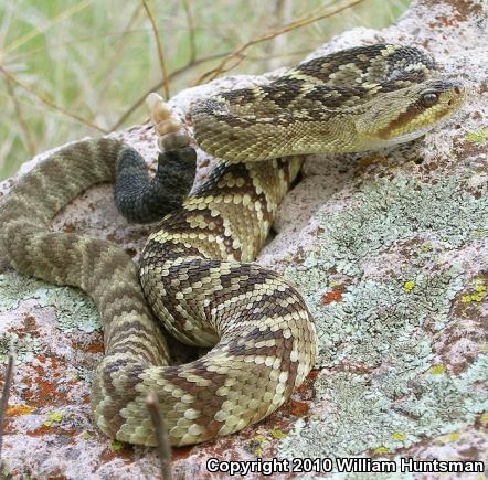 Northern Black-tailed Rattlesnake (Crotalus molossus molossus)