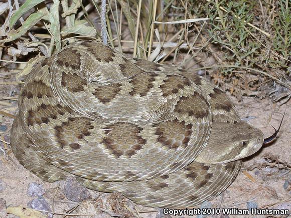 Mohave Rattlesnake (Crotalus scutulatus scutulatus)