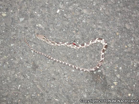 Black Ratsnake (Pantherophis obsoletus)