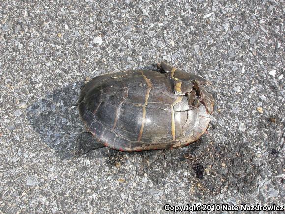 Eastern Painted Turtle (Chrysemys picta picta)