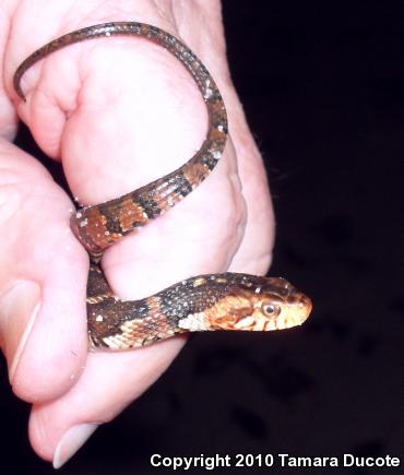 Southern Watersnake (Nerodia fasciata)