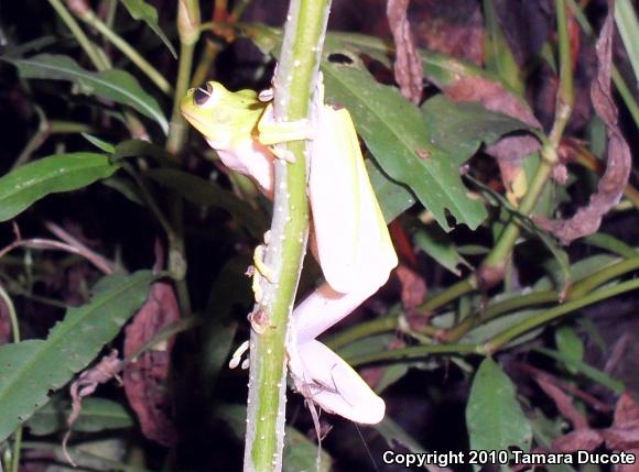 Green Treefrog (Hyla cinerea)