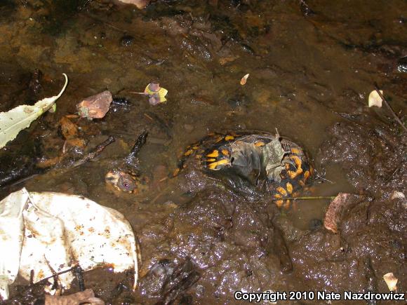 Eastern Box Turtle (Terrapene carolina carolina)