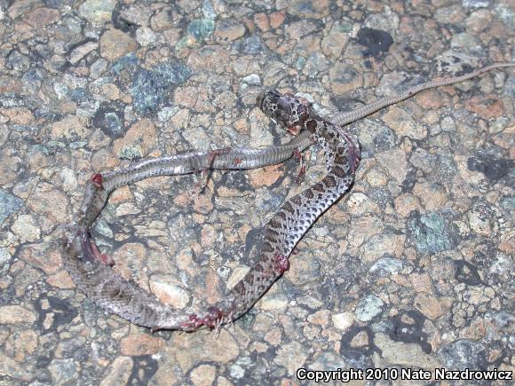 Northern  Black Racer (Coluber constrictor constrictor)