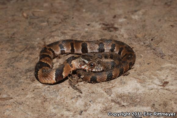 Northern Watersnake (Nerodia sipedon)