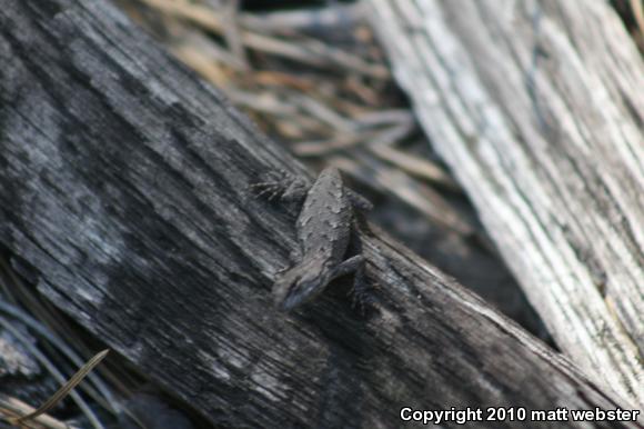 Eastern Fence Lizard (Sceloporus undulatus)