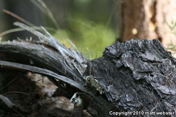 Eastern Fence Lizard (Sceloporus undulatus)