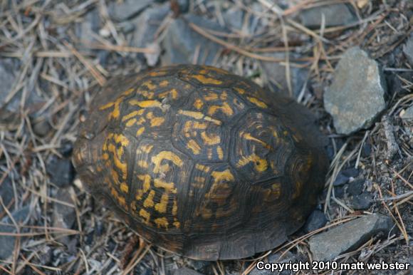 Eastern Box Turtle (Terrapene carolina carolina)