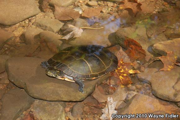 Midland Painted Turtle (Chrysemys picta marginata)