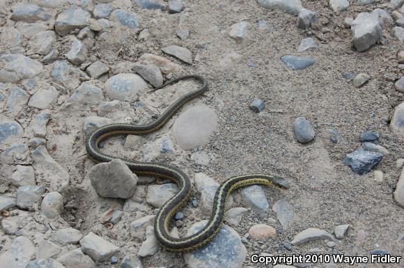 Eastern Gartersnake (Thamnophis sirtalis sirtalis)