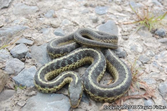 Eastern Gartersnake (Thamnophis sirtalis sirtalis)