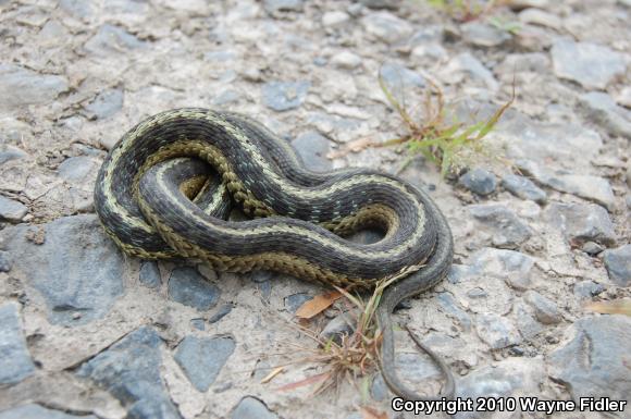 Eastern Gartersnake (Thamnophis sirtalis sirtalis)