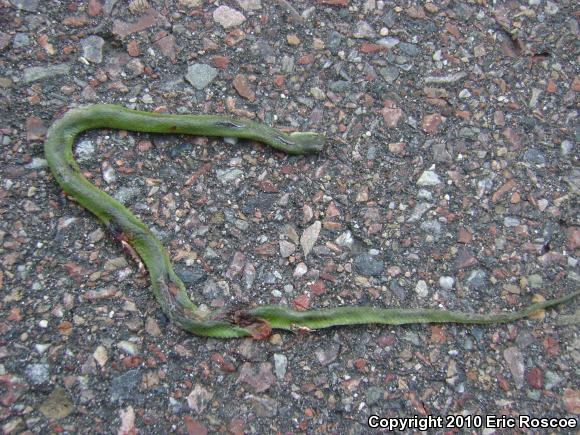 Smooth Greensnake (Opheodrys vernalis)