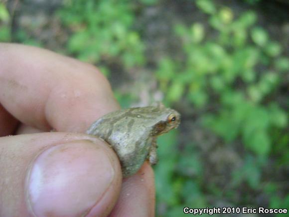 Spring Peeper (Pseudacris crucifer)