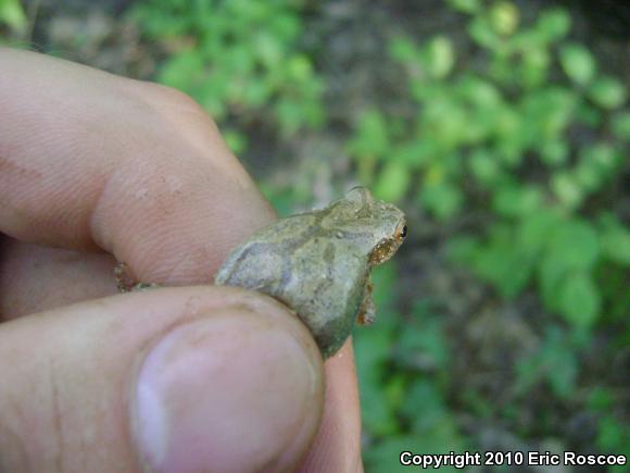 Spring Peeper (Pseudacris crucifer)