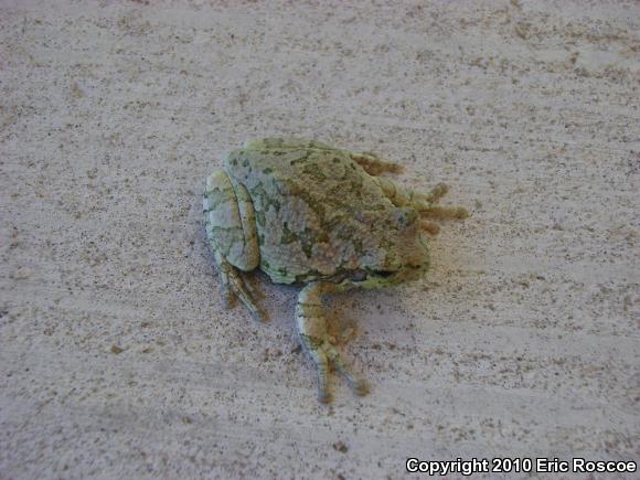 Gray Treefrog (Hyla versicolor)