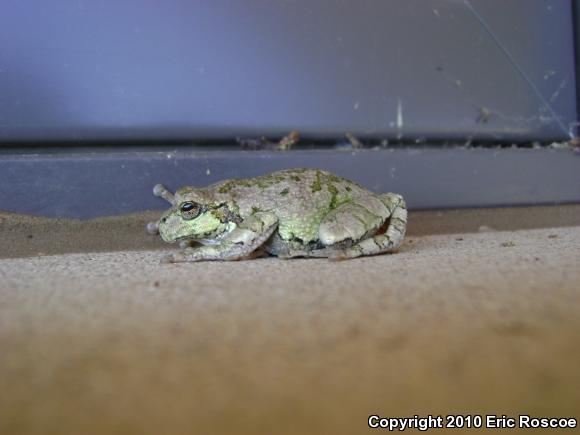 Gray Treefrog (Hyla versicolor)