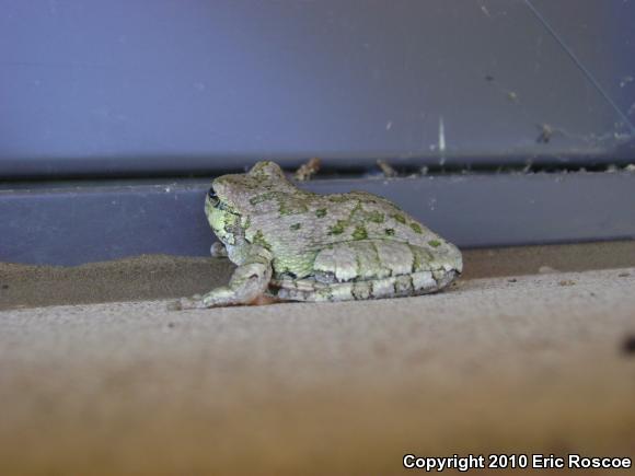 Gray Treefrog (Hyla versicolor)