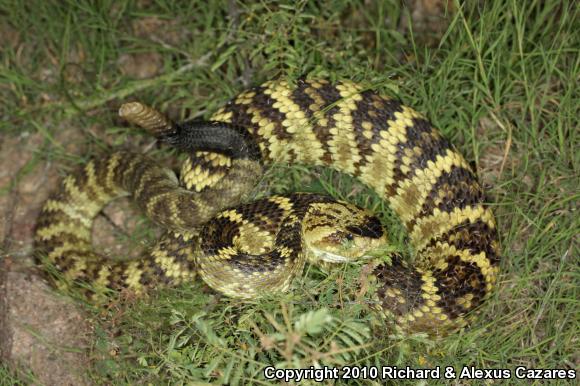 Black-tailed Rattlesnake (Crotalus molossus)