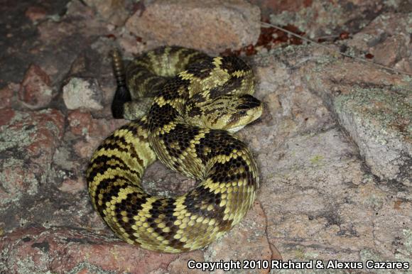 Black-tailed Rattlesnake (Crotalus molossus)