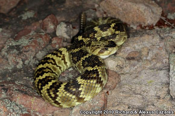 Black-tailed Rattlesnake (Crotalus molossus)