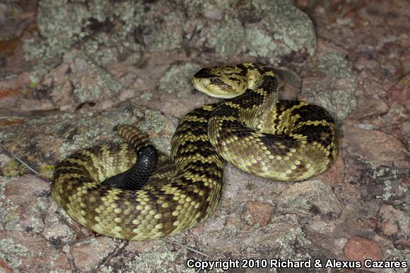 Black-tailed Rattlesnake (Crotalus molossus)