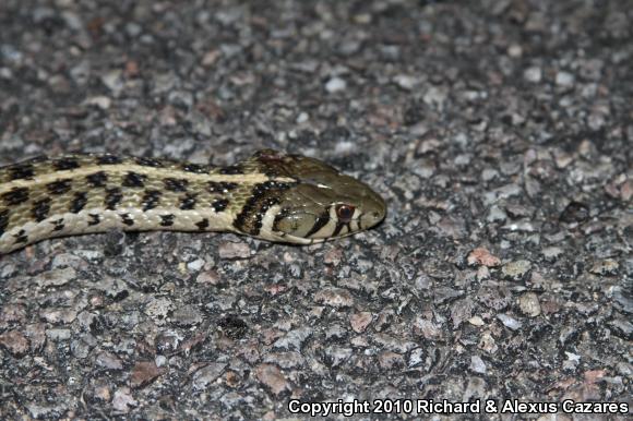 Checkered Gartersnake (Thamnophis marcianus)