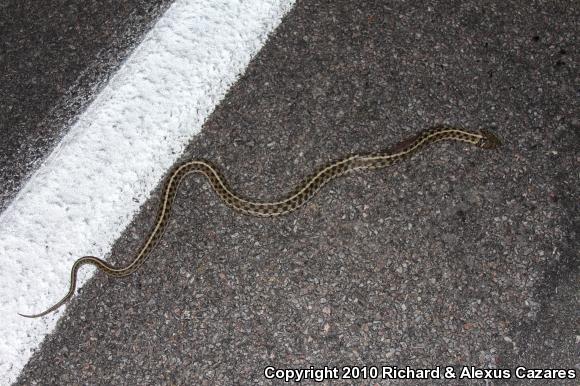 Checkered Gartersnake (Thamnophis marcianus)