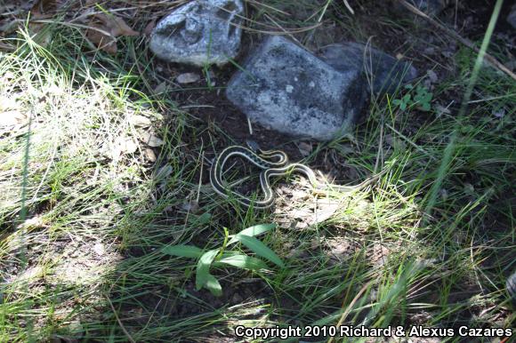 Black-necked Gartersnake (Thamnophis cyrtopsis)