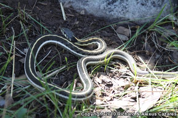 Black-necked Gartersnake (Thamnophis cyrtopsis)