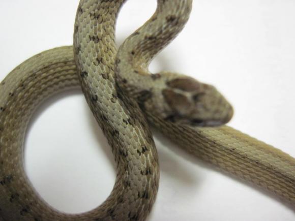 Northern Brownsnake (Storeria dekayi dekayi)