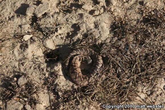 Eastern Hog-nosed Snake (Heterodon platirhinos)