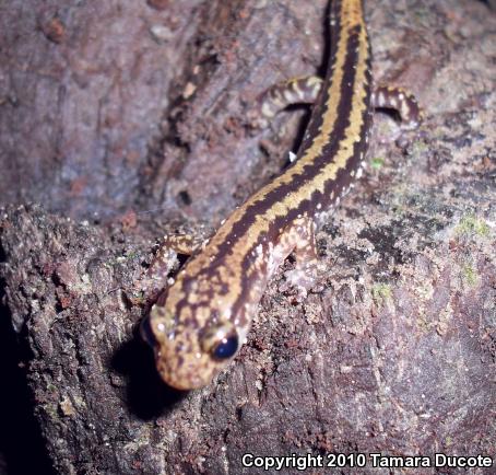 Three-lined Salamander (Eurycea guttolineata)