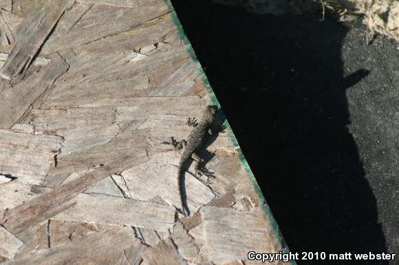 Eastern Fence Lizard (Sceloporus undulatus)